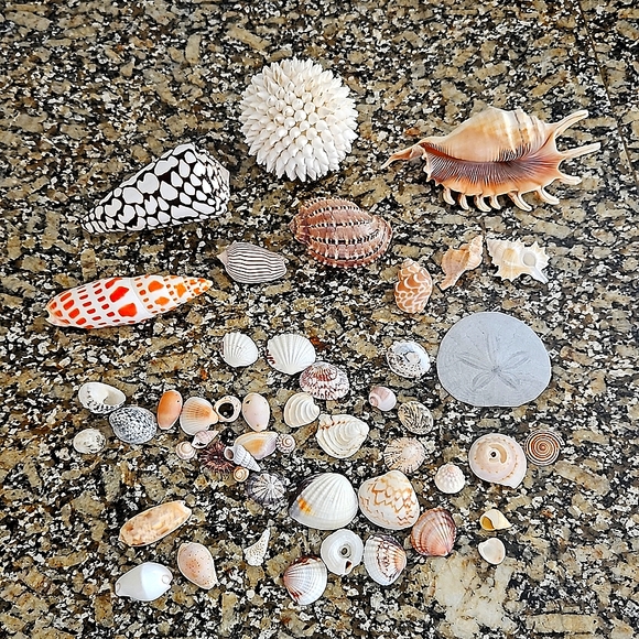 Other - Seashells